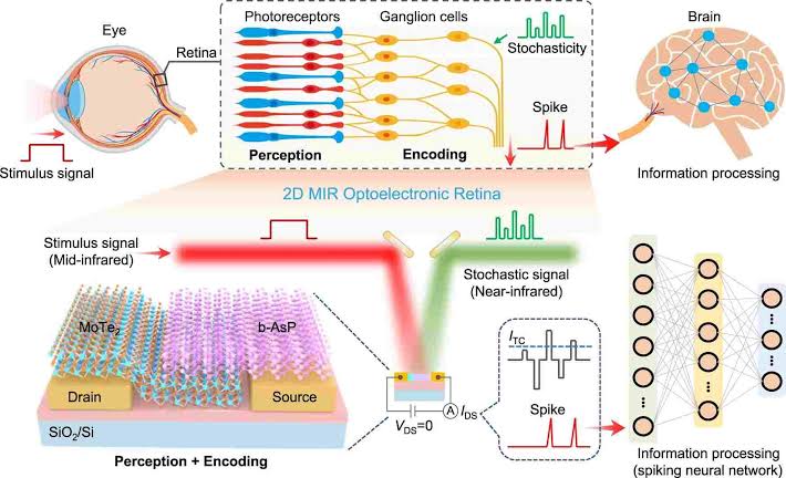 Artificial Retina Could Improve Lives of Millions of People