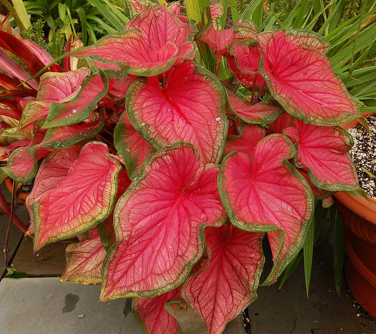 Caladiums: A Beautiful and Easy-to-Grow Plant