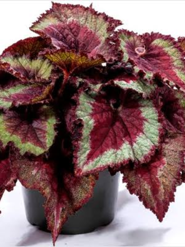 Caladiums: A Beautiful and Easy-to-Grow Plant