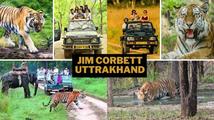 Jim Corbett National Park: The Home of the Tiger