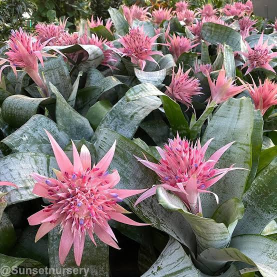 The Aechmea Fasciata: A Beginner’s Guide to Growing and Caring for This Beautiful Bromeliad