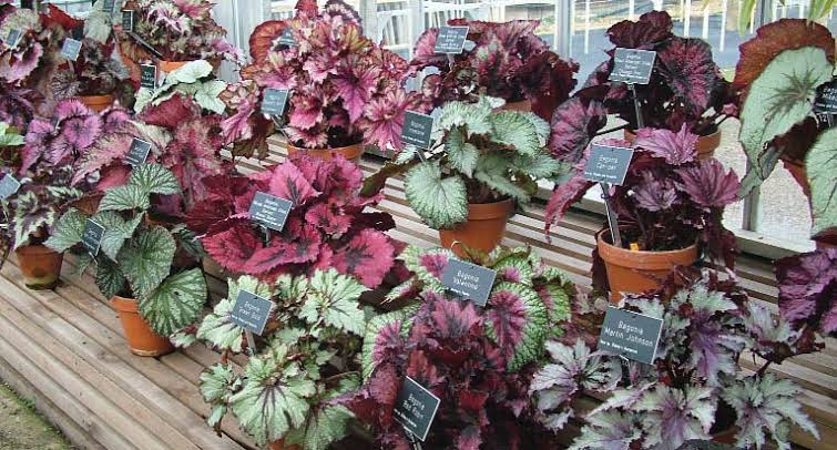 The Rex Begonia: A Beautiful and Easy-to-Care-For Houseplant