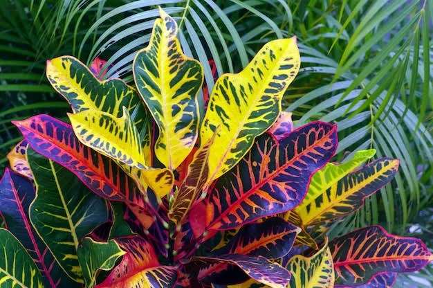 The Ultimate Gold Dust Croton Care Guide : How to Grow and Care for a Gold Dust Croton