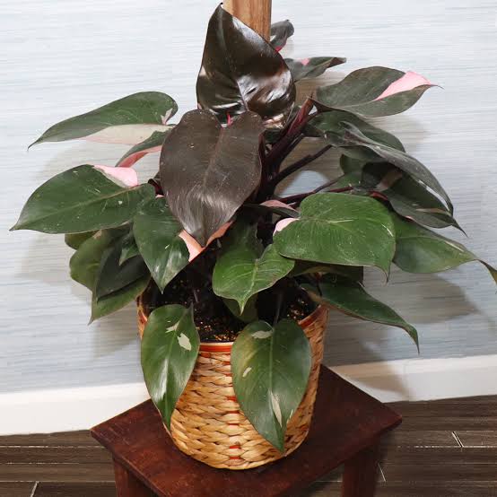 Everything You Need to Know About the Pink Princess Philodendron