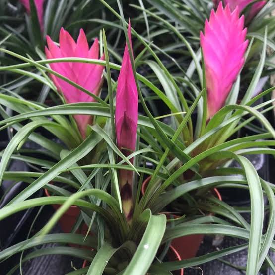 The Complete Guide to Growing and Caring for Wallisia cyanea (Pink Quill)