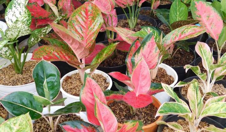 The Complete Guide to Aglaonema ‘Wishes’ Care