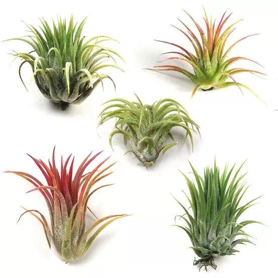 How to Bring the Tropics to Your Home with Air Plants