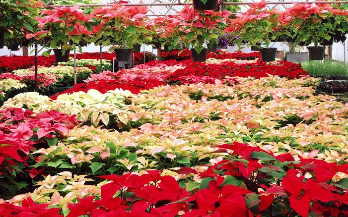How to Grow and Plant Poinsettias for a Beautiful Holiday Display