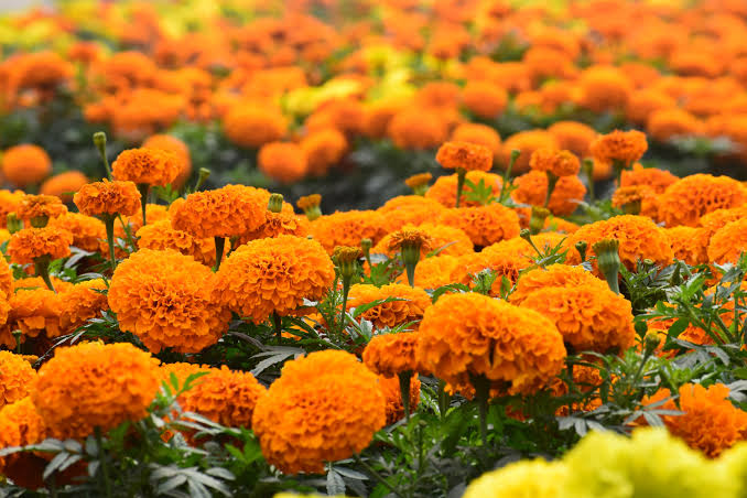 How to Keep Marigolds Blooming All Season Long