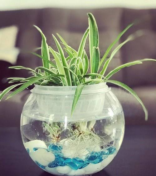 How to Keep Your Spider Plant Healthy and Thriving