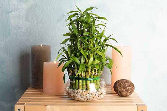 Everything You Need to Know About Lucky Bamboo