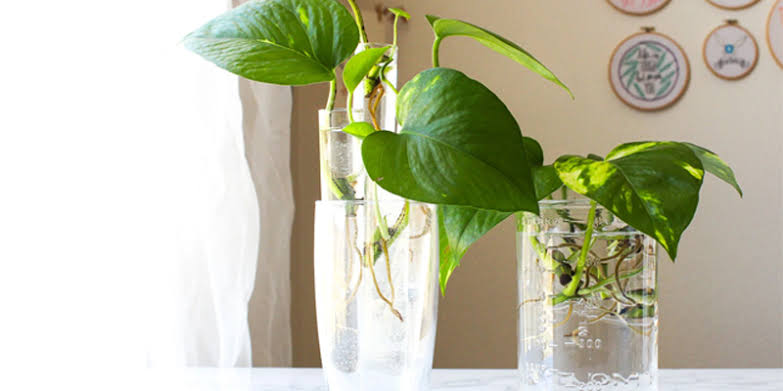The Complete Guide to Growing and Caring for Pothos Plants