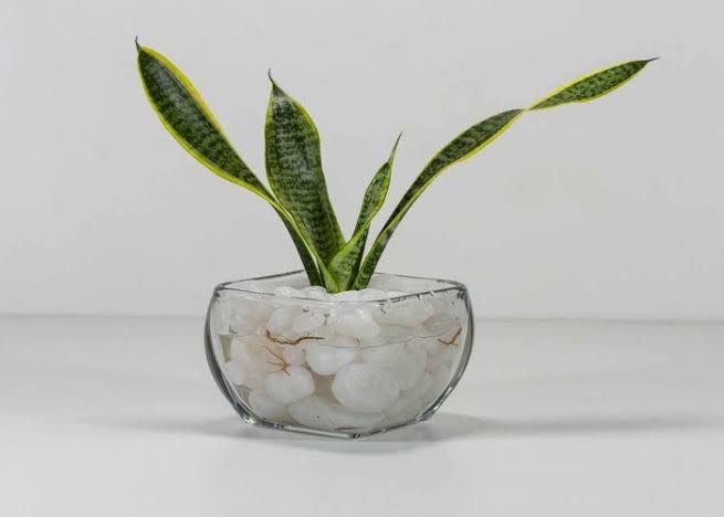 How to Grow and Care for Snake Plants for Beginners