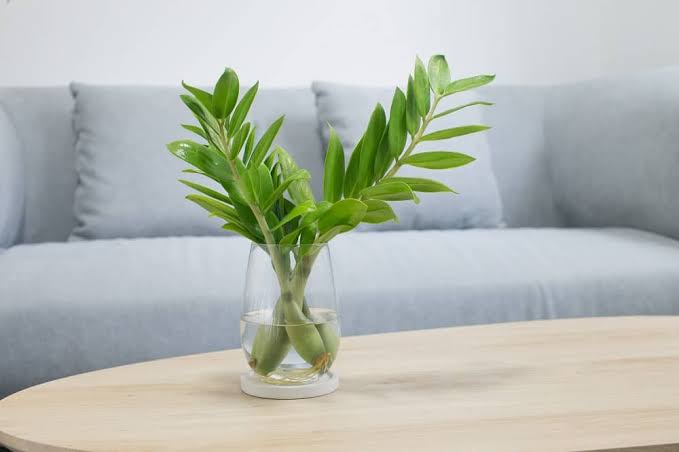 How to Keep Your ZZ Plant Healthy and Thriving