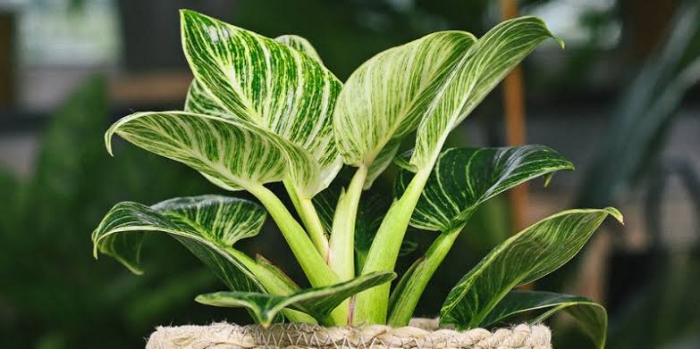 A Philodendron Care Guide: Everything You Need to Know