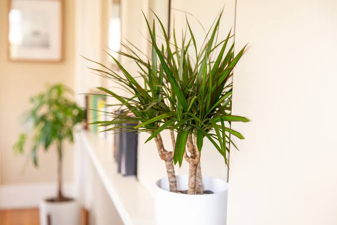 How to Plant and Care for Dracaenas: A Beginner’s Guide