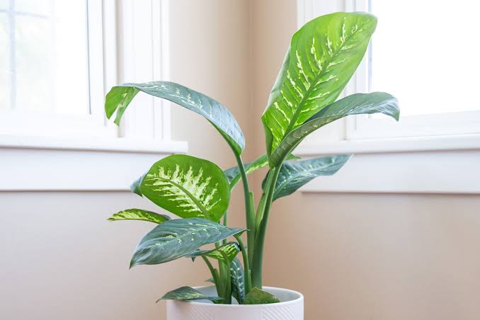 A Dieffenbachia Care Guide: Everything You Need to Know