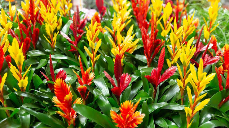 How to Keep Your Bromeliad Healthy and Thriving