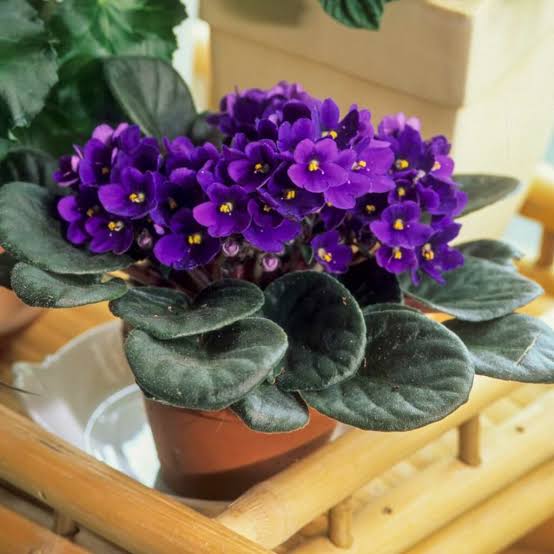 Everything You Need to Know About African Violets
