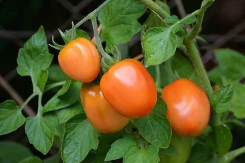 How to Use Eggshells to Improve the Health of Your Tomato Plants