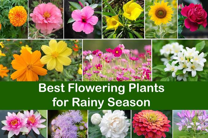 Monsoon Blooms: The Best Flowers to Grow in the Rainy Season