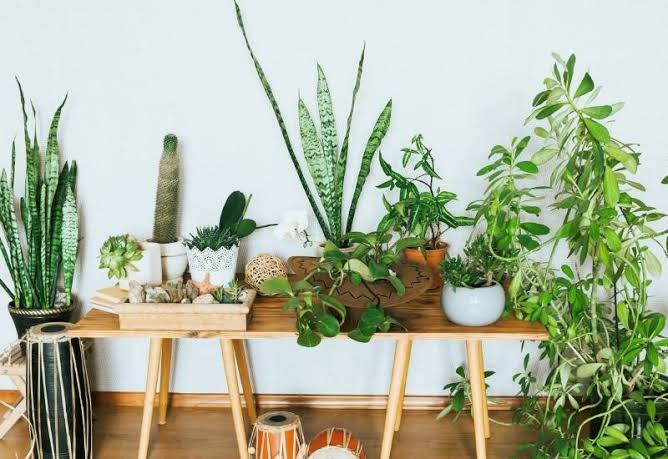 10 plants to attract wealth into your home and office