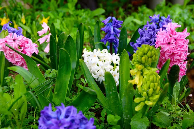 Scented Bliss: A Guide to the Most Fragrant Flower Plants