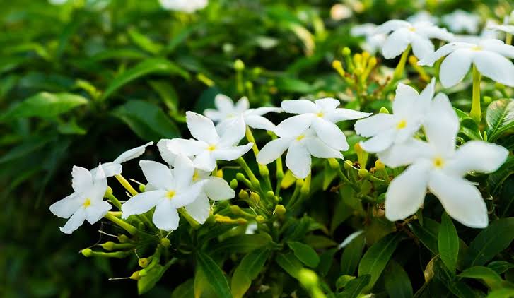 How to Keep Your Jasmine Plant Healthy and Happy