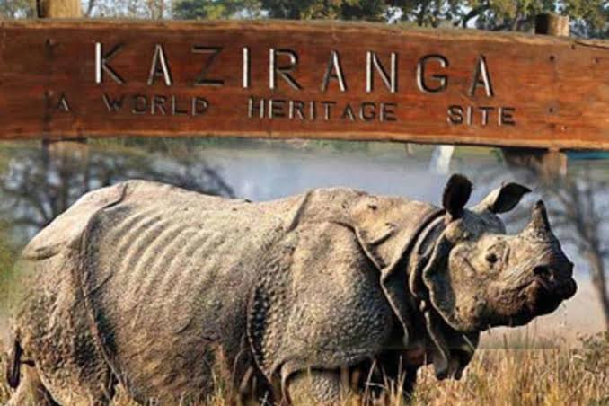 Kaziranga National Park: Home to the One-Horned Rhinoceros
