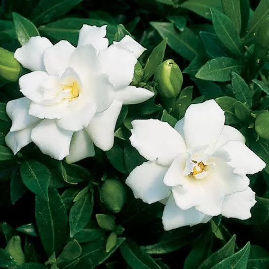 The Secrets to Growing Healthy, Lush Gardenias