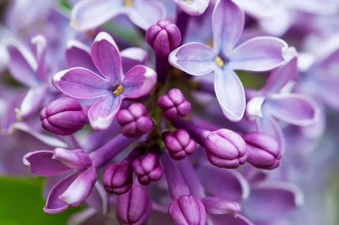 The Joy of Lilacs: A Guide to Planting, Growing, and Enjoying These Beautiful Shrubs