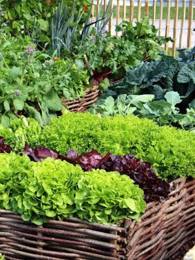 10 Easy-to-Grow Monsoon Vegetables for Your Indian Home Garden