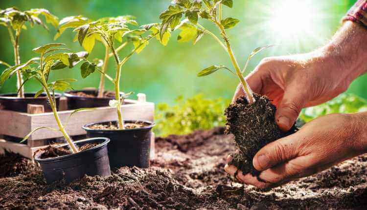 मानसून में पेड़-पौधों की देखभाल: महत्वपूर्ण टिप्स और सुझाव (Caring Plants in Monsoon : Important Tips & Tricks)