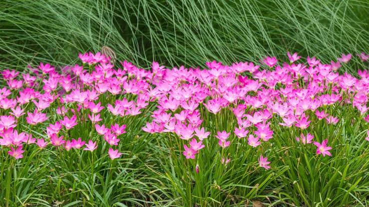 Easy Care of Rain Lilies