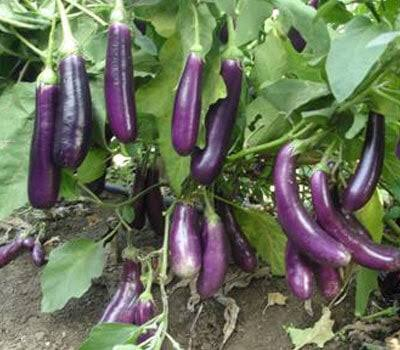 Brinjal