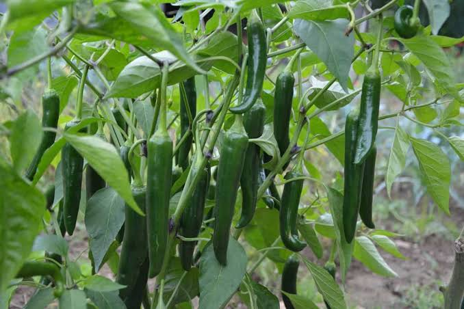 Green chillies 