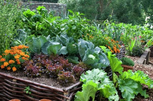 Easy-to-Grow Monsoon Vegetables