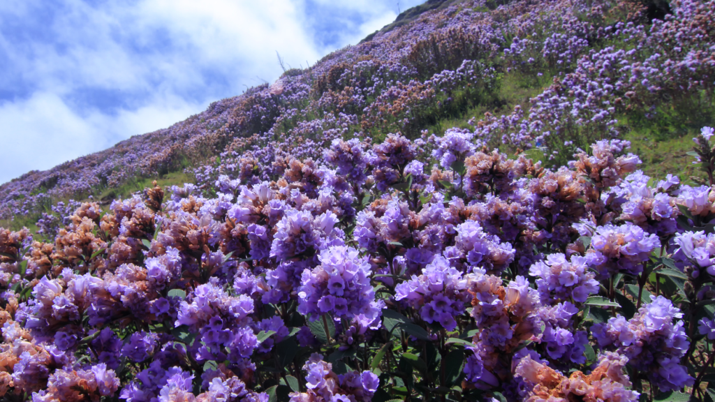 Eravikulam National Park