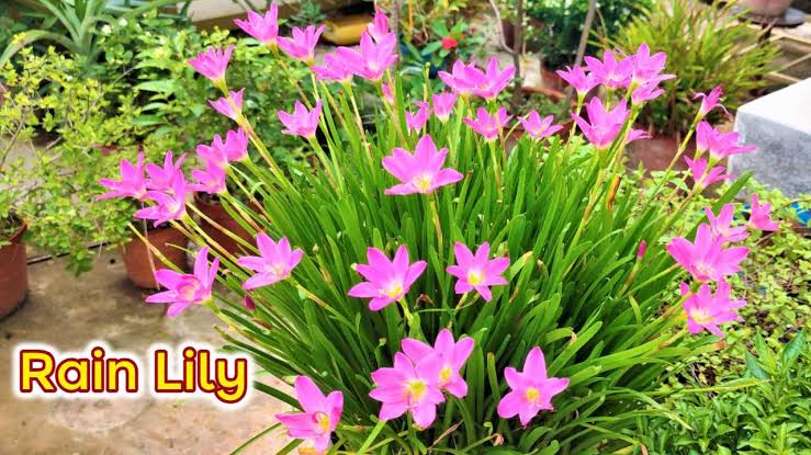 Easy Care of Rain Lilies for Your Rainy Season Garden