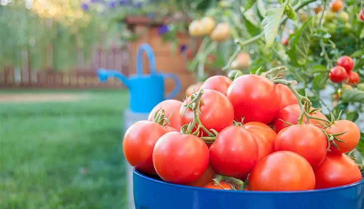 How to Grow Tomatoes in Your Home Garden