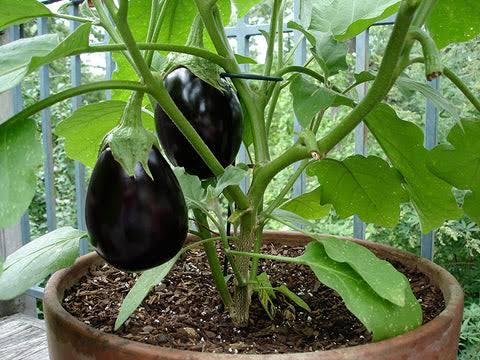 How to Grow Brinjal in Your Home Garden