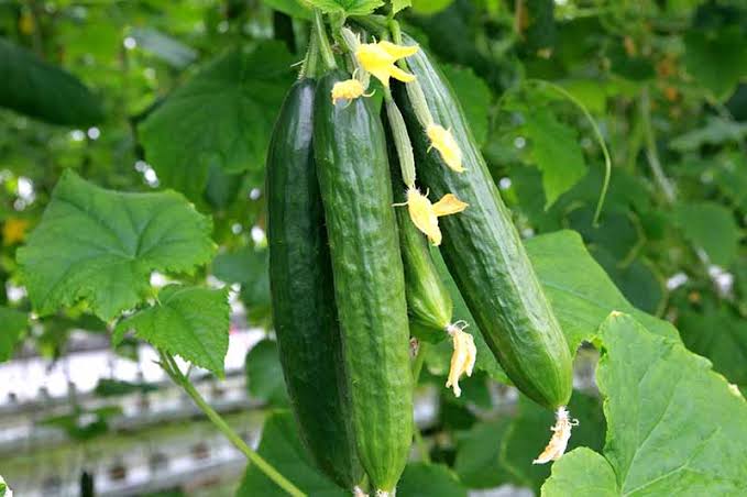 The Complete Guide to Growing Cucumbers in Your Home garden