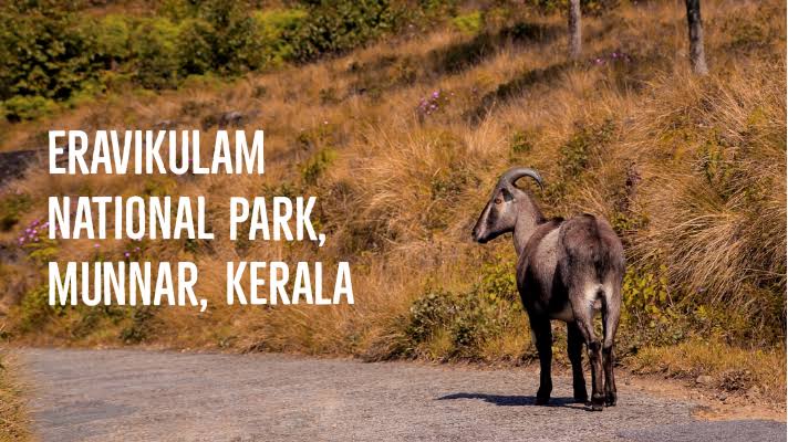 Eravikulam National Park: A Natural Paradise
