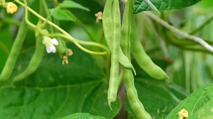 The Complete Guide to Growing Beans in Your Home Garden