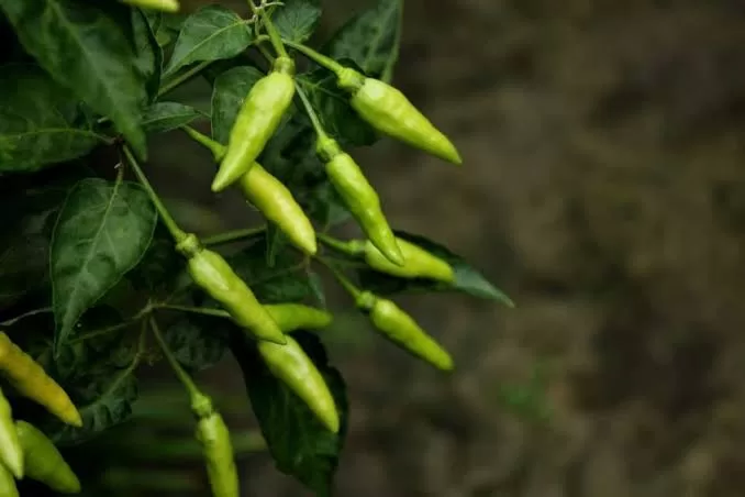 How to Grow Green Chillies in Your Home Garden