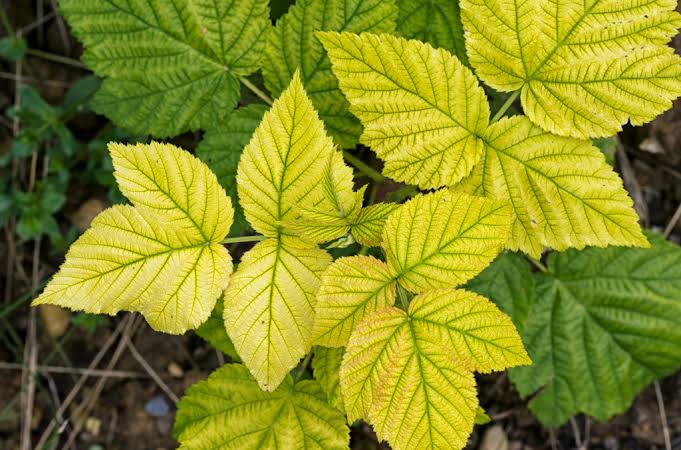 Plant Leaves Turn Yellow Why : The 5 Most Common Reasons