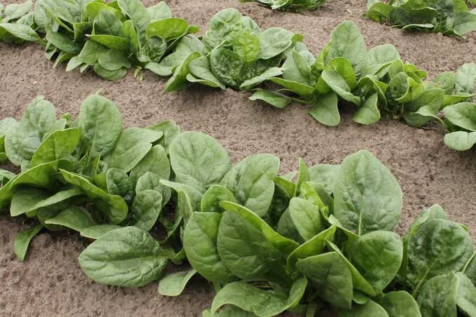 Complete guide to Grow Spinach in Your Home Garden