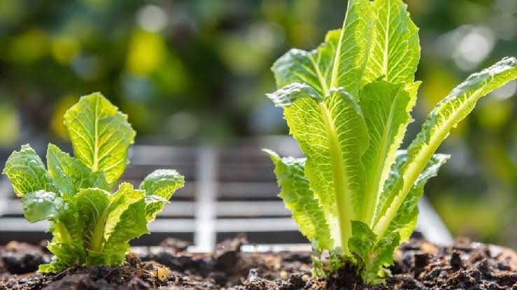 How to Grow Radish in Your Home Garden