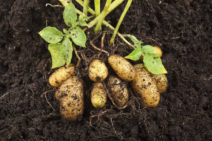Complete guide to Grow Potatoes in Your Home Garden