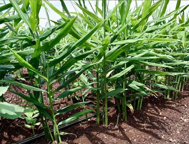 The complete guide to Grow Ginger in Your Home Garden